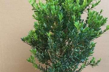 豆瓣黄杨盆景上盆的时间选择春夏之间