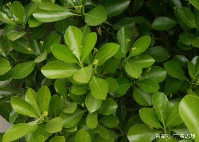 黄杨盆景一般春季施肥可用腐熟的饼类肥料