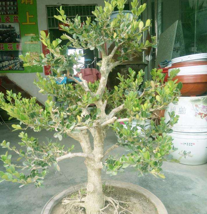 黄杨盆景一般春季施肥可用腐熟的饼类肥料