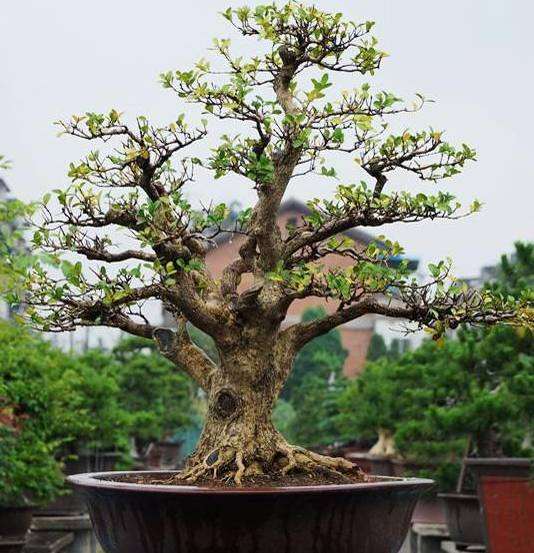 黄杨盆景浇水的3个注意事项