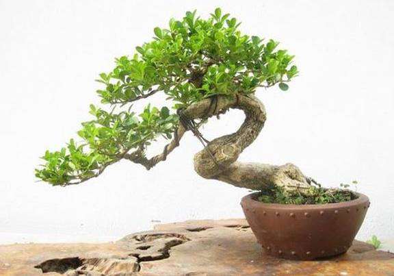 黄杨盆景浇水的3个注意事项