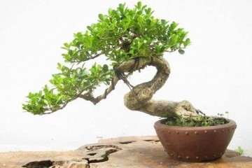 黄杨盆景浇水的3个注意事项