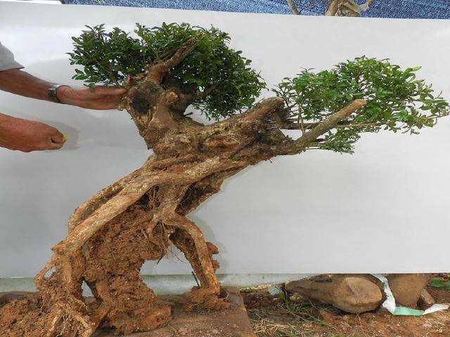 枯死的黄杨下山桩有钱途