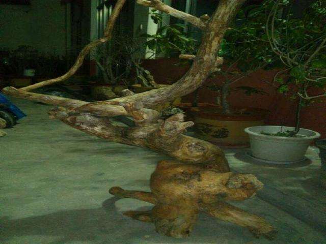 枯死的黄杨下山桩有钱途