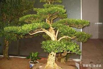 黄杨盆景施肥 一定要施微量的钾肥 能促进生长