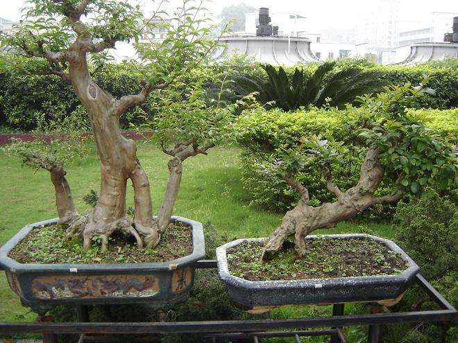 小叶黄杨盆景与瓜子黄杨盆景是一个品种吗