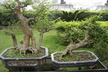 小叶黄杨盆景与瓜子黄杨盆景是一个品种吗？