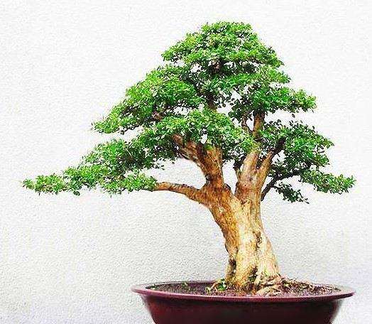 黄杨盆景出现脱叶枯枝是怎么回事