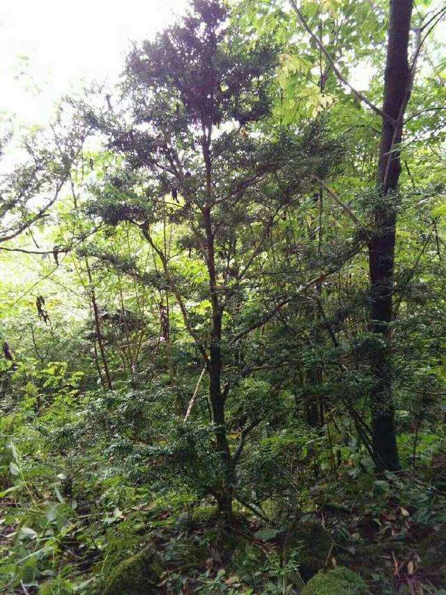 男子野外发现一棵黄杨下山桩