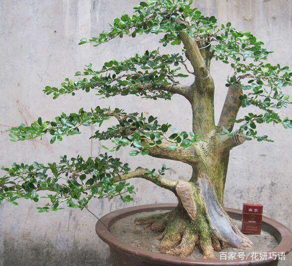 珍珠黄杨树桩盆景快死了