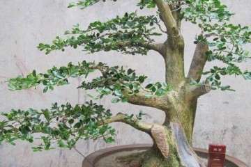 珍珠黄杨树桩盆景快死了 只要这样做 很快就能复活