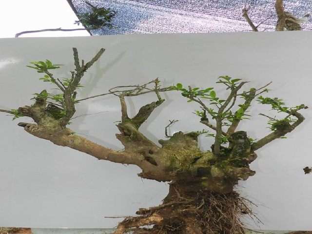 黄杨下山桩的二次修剪