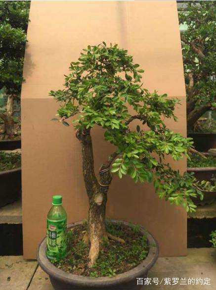 黄杨下山桩以肥沃疏松