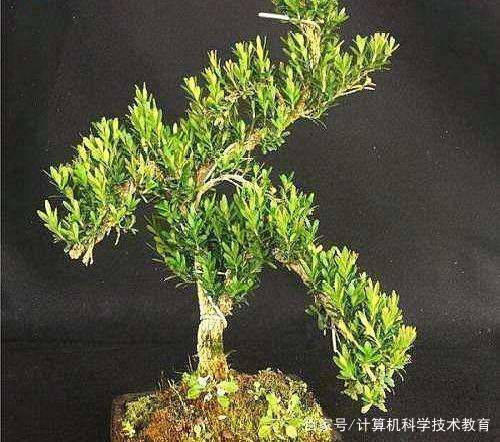 雀舌黄杨盆景的养护方法是什么