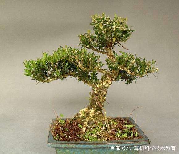 雀舌黄杨盆景的养护方法是什么