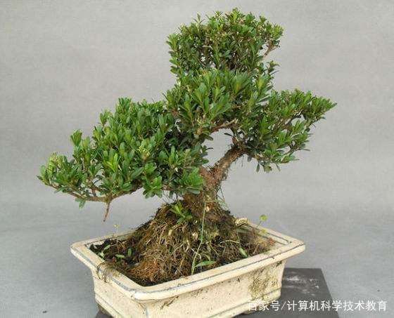 雀舌黄杨盆景的养护方法是什么