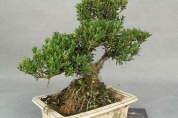 雀舌黄杨盆景的养护方法是什么？看这5个注意事项