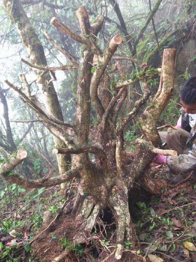 一个光秃秃的黄杨下山桩