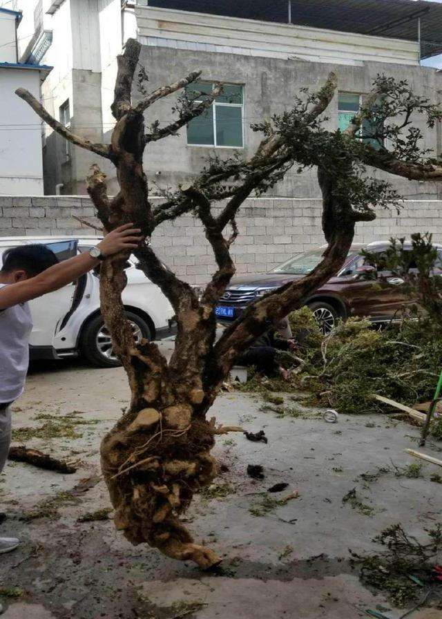 一个光秃秃的黄杨下山桩