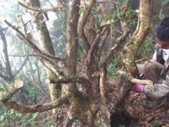 一个光秃秃的黄杨下山桩 都这个季节了 能栽活吗？