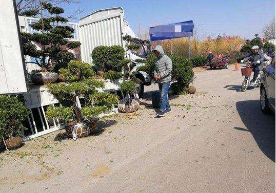 街头摆摊卖黄杨盆景