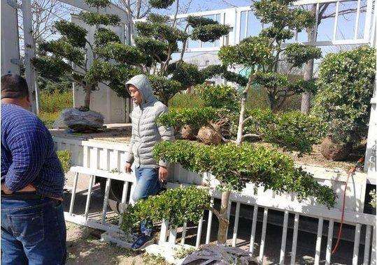 街头摆摊卖黄杨盆景