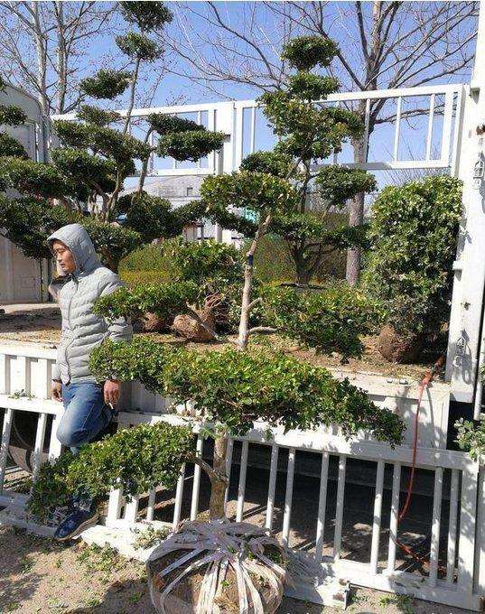 街头摆摊卖黄杨盆景