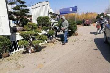 街头摆摊卖黄杨盆景 5000元一盆 你敢买吗？