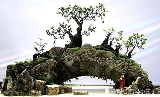 如何制作一盆满意的附石盆景