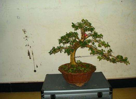 如何自制花卉植物的杀虫剂？