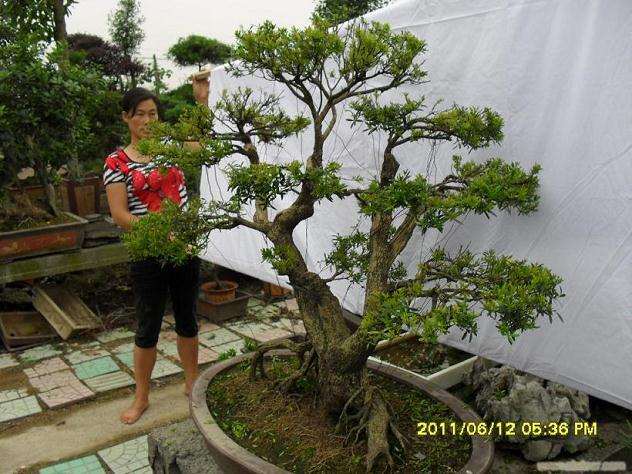榆树下山桩种养的五个环节