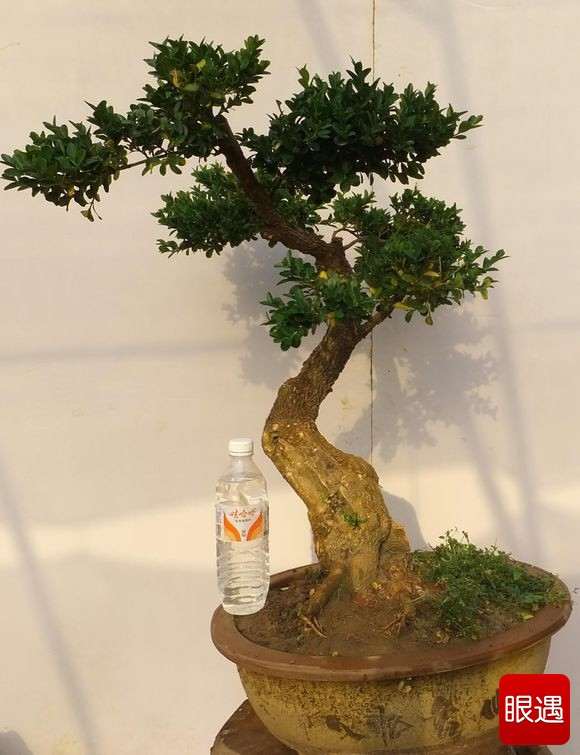 怎么在春天给黄杨盆景整形和翻盆换盆