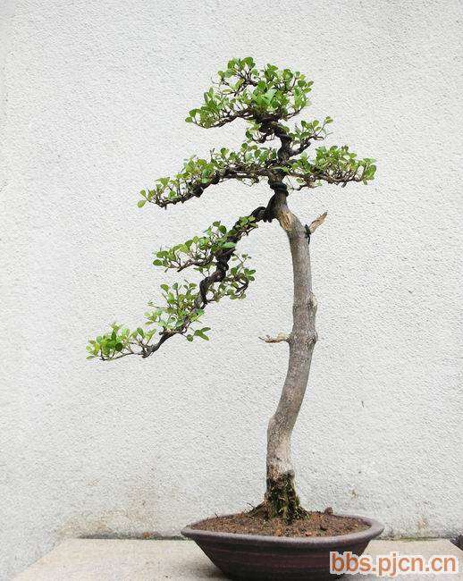 怎么给黄杨盆景浇水和施肥