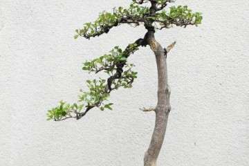 怎么给黄杨盆景浇水和施肥 这方法行吗？