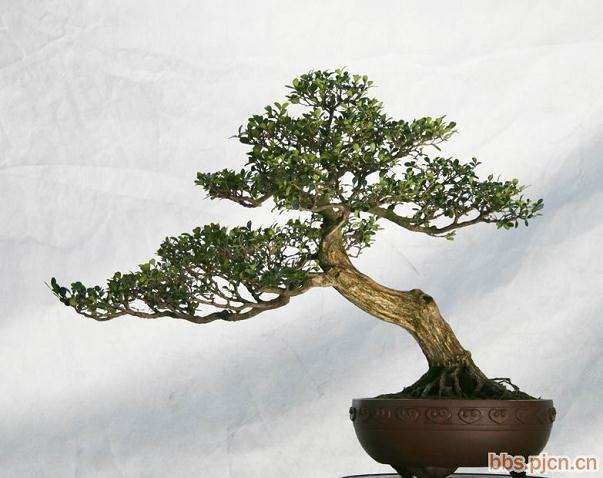 怎么给黄杨盆景选择花盆和土壤