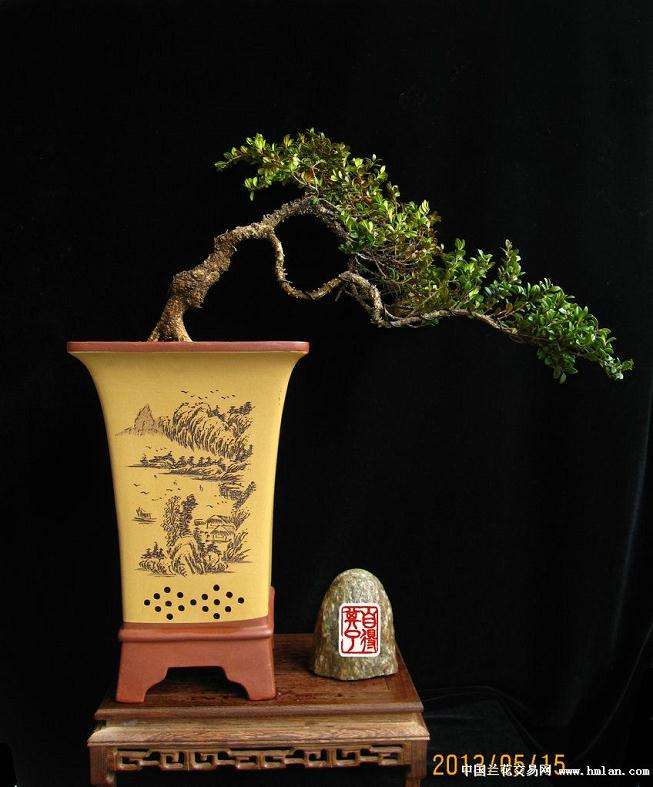 怎么移栽雀舌黄杨盆景及3个注意事项