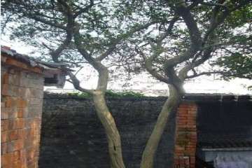 他们为何又要因为百年黄杨老桩盆景吵架