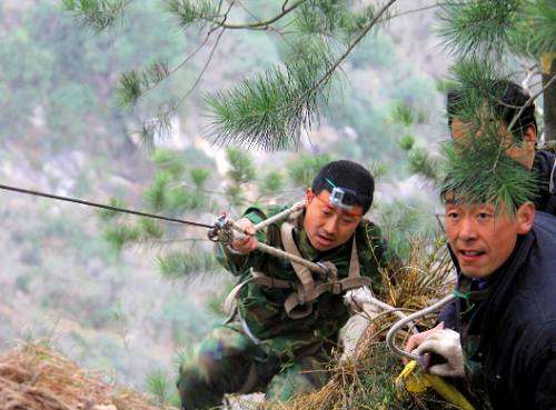 为什么挖黄杨下山桩