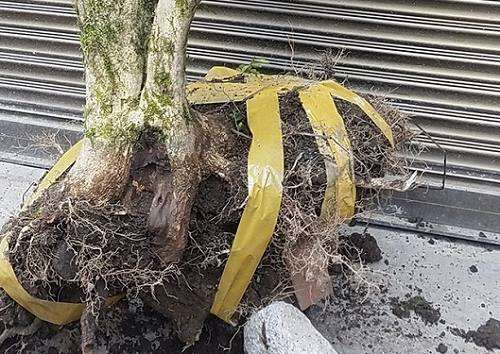 为什么挖黄杨下山桩