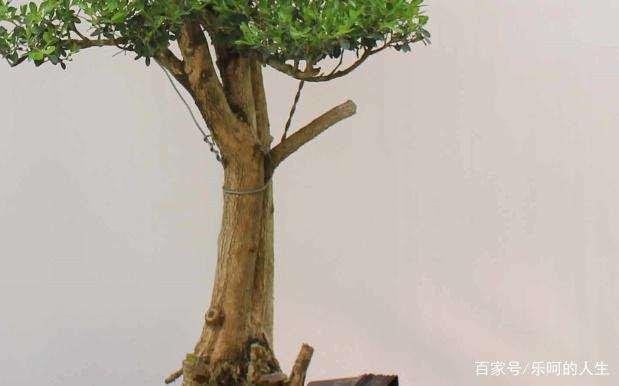 黄杨盆景有哪些习性 该如何养护