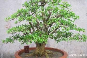 雀舌珍珠黄杨盆景有哪些习性 如何养护