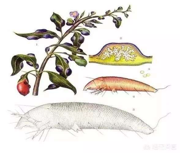 盆景枸杞叶长了白包 怎么处理 如何防治 图片