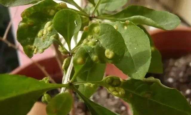 盆景枸杞叶长了白包 怎么处理 如何防治 图片