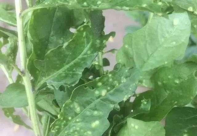 盆景枸杞叶长了白包 怎么处理 如何防治 图片