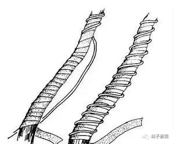 盆景枸杞制作盆景枝条拿弯的技巧