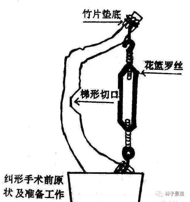 盆景枸杞制作盆景枝条拿弯的技巧