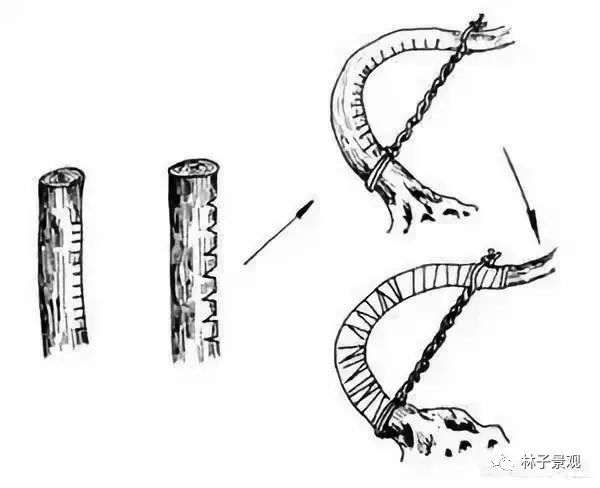 盆景枸杞制作盆景枝条拿弯的技巧