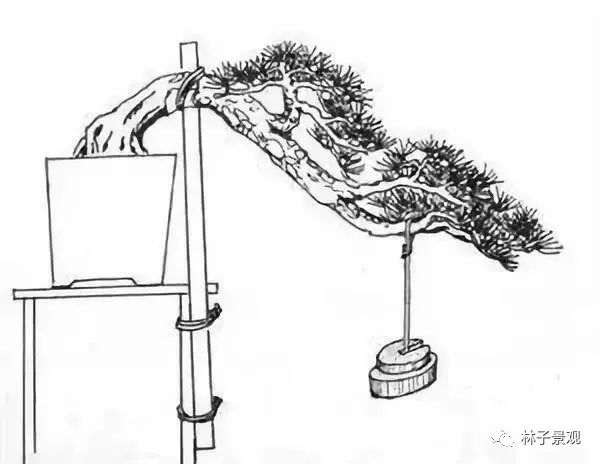 盆景枸杞制作盆景枝条拿弯的技巧