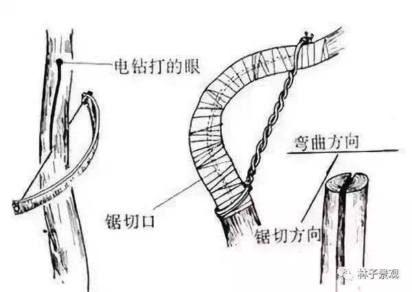 盆景枸杞制作盆景枝条拿弯的技巧