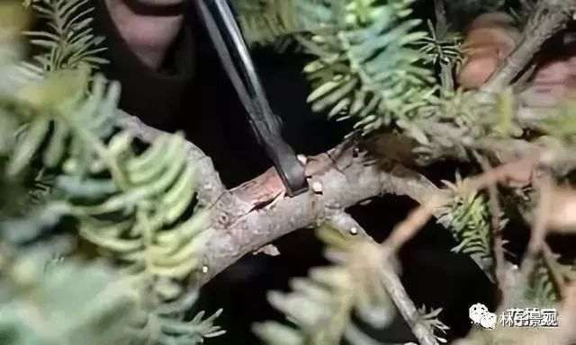 盆景枸杞制作盆景枝条拿弯的技巧